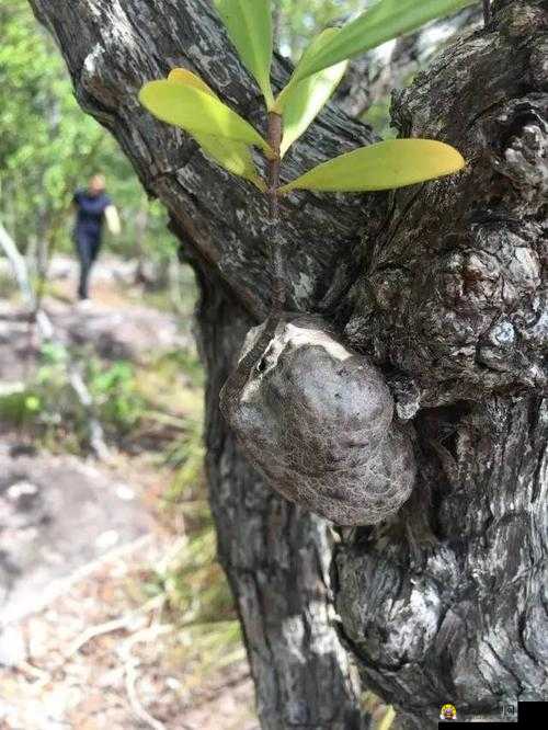 口袋植物钻石攻略，解锁植物王国财富的秘密途径